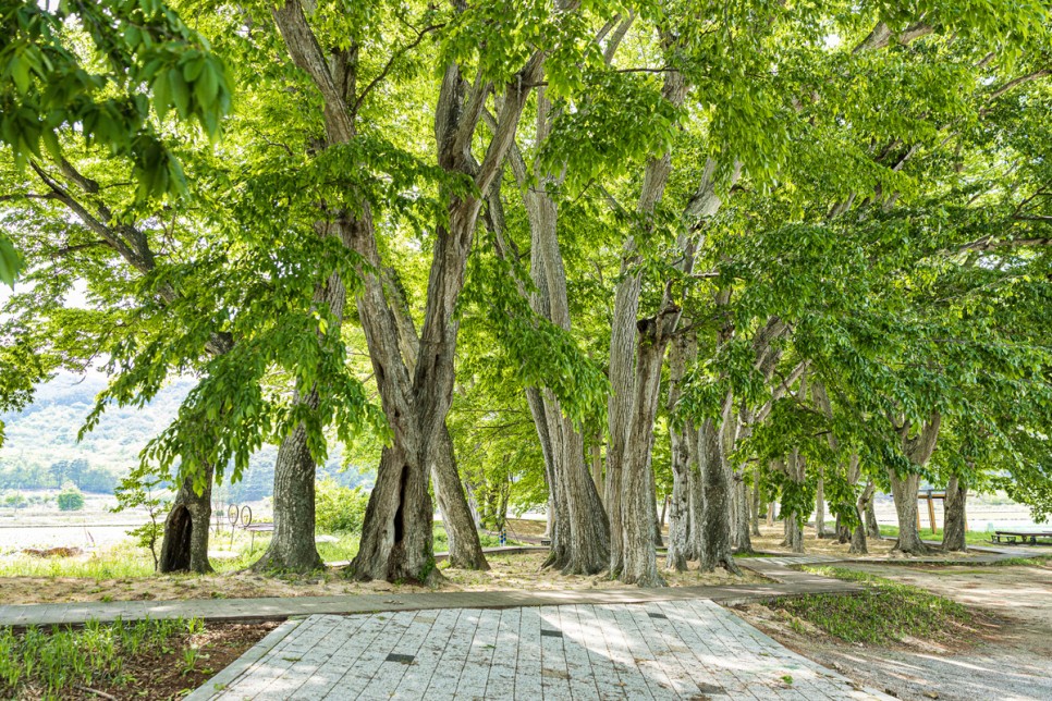 Red-Leaved Hornbeam Forest